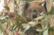Watch: Koala survives 16-km road trip trapped in 4x4's wheel arch