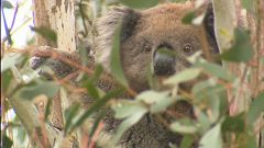 Watch: Koala survives 16-km road trip trapped in 4x4's wheel arch