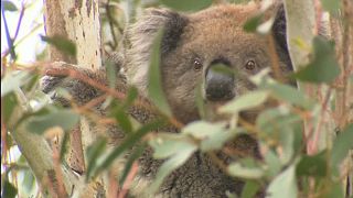 Watch: Koala survives 16-km road trip trapped in 4x4's wheel arch