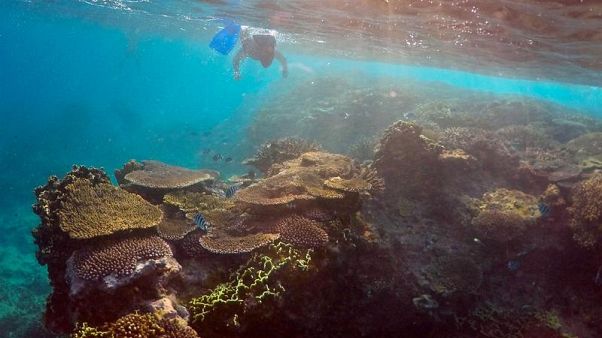 Unter-Wasser-Krimi: Riesenschnecke vs. Killer-Seestern Unter-Wasser-Krimi: Riesenschnecke vs. Killer-Seestern