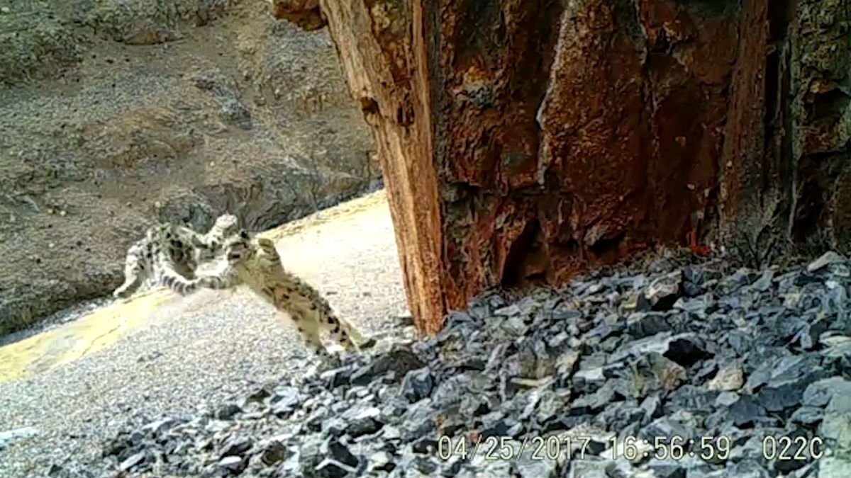 Watch: Snow leopard cubs captured in mountains