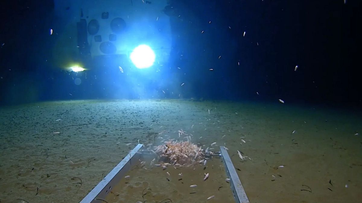A robotic lander photographs anthropods and the submersible in the Mariana 