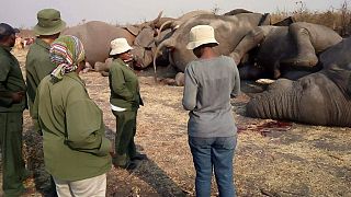 Nine elephants electrocuted while drinking water from leaked pipe in Botswana