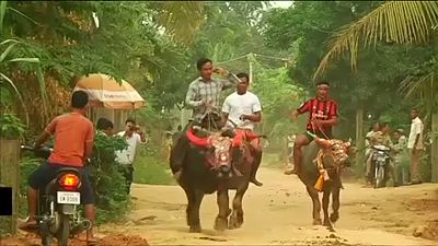 Festa dei morti in Cambogia, la spettacolare corsa dei bufali
