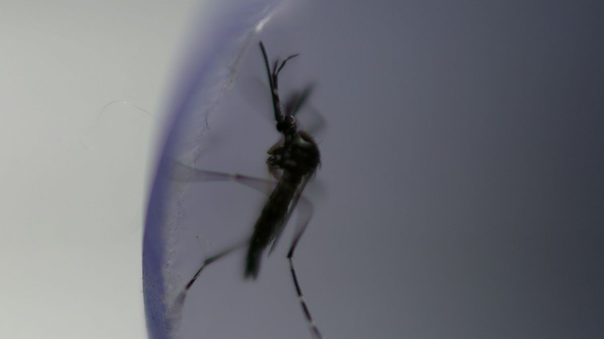 Mosquito potencialmente transmissor da dengue em Portugal