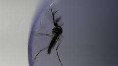 Mosquito potencialmente transmissor da dengue em Portugal