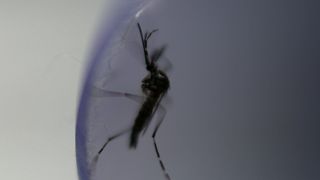 Mosquito potencialmente transmissor da dengue em Portugal