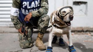 Rescue dog hailed as hero after joining search for Mexico earthquake survivors