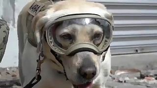 Frida, la heroína canina del terremoto en México
