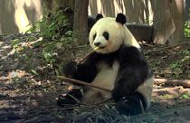 Tourisme durable : les pandas de Chengdu donnent l'exemple