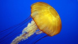 Anche le meduse dormono, eccezionale scoperta in California