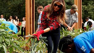 Melania Trump Beyaz Saray'ın bahçesine fide dikti