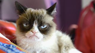 Image: "Grumpy Cat" poses during the 2014 SXSW Music, Film   Interactive Fe