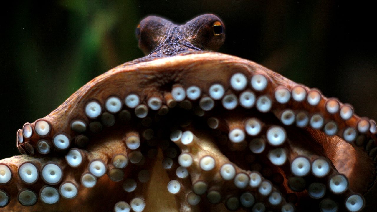 Image: An octopus, named Manolo, before it predicts the winner of a soccer