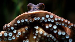 Image: An octopus, named Manolo, before it predicts the winner of a soccer 