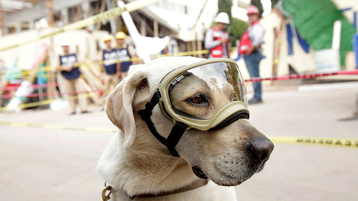 الكلبة "فريدا" منقذة ضحايا زلزال المكسكيك