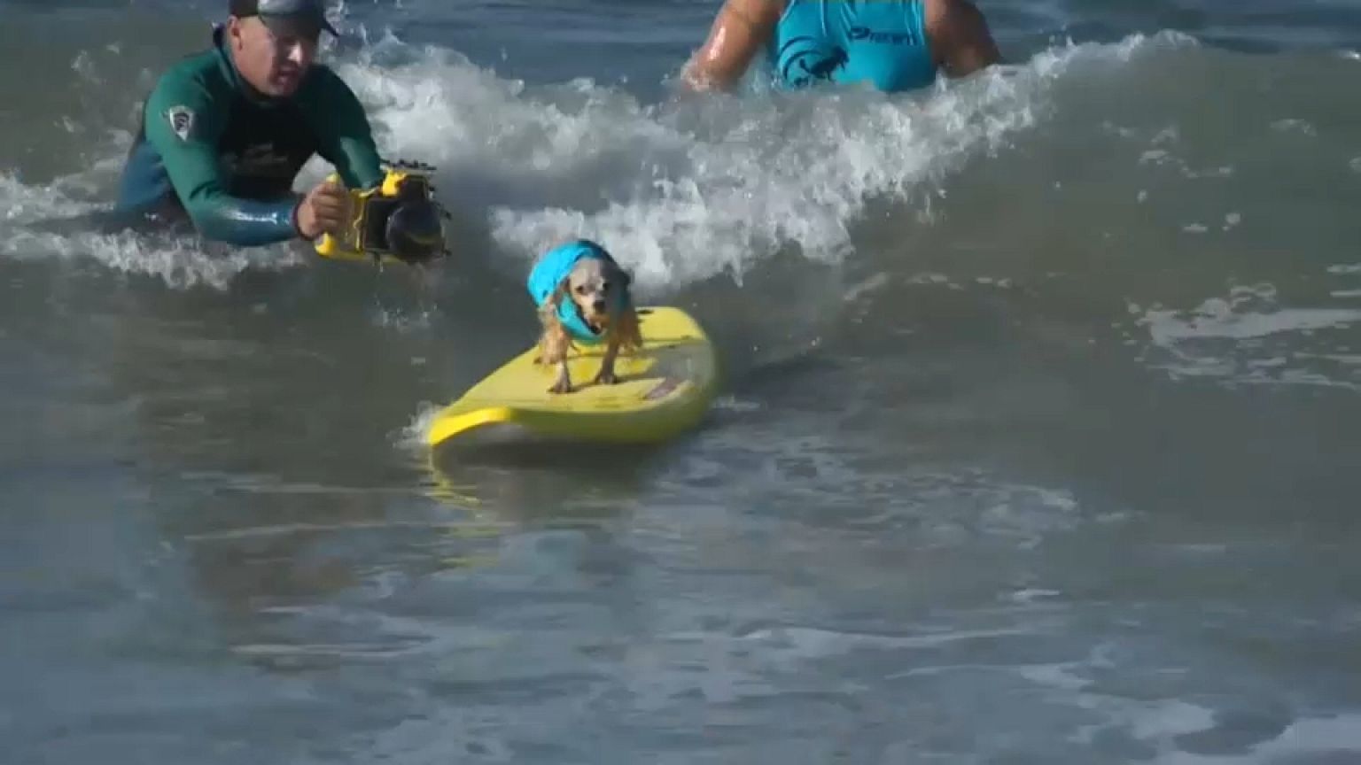 Des chiens surfent pour leur cause
