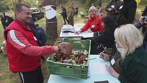 Pilzwettpflücken in Litauen