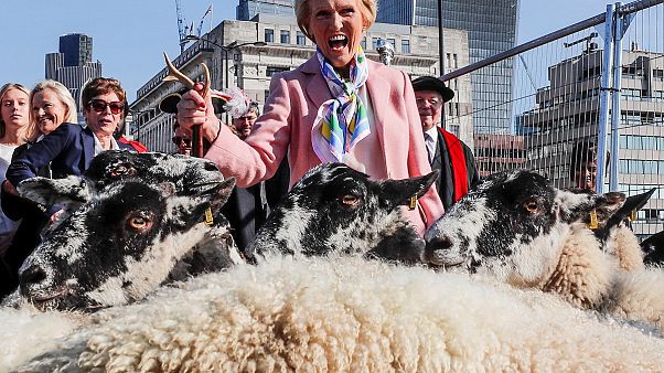 Mary Berry et son troupeau de moutons sur le London Bridge Mary Berry et son troupeau de moutons sur le London Bridge