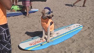 Surfing dogs hit the waves in California