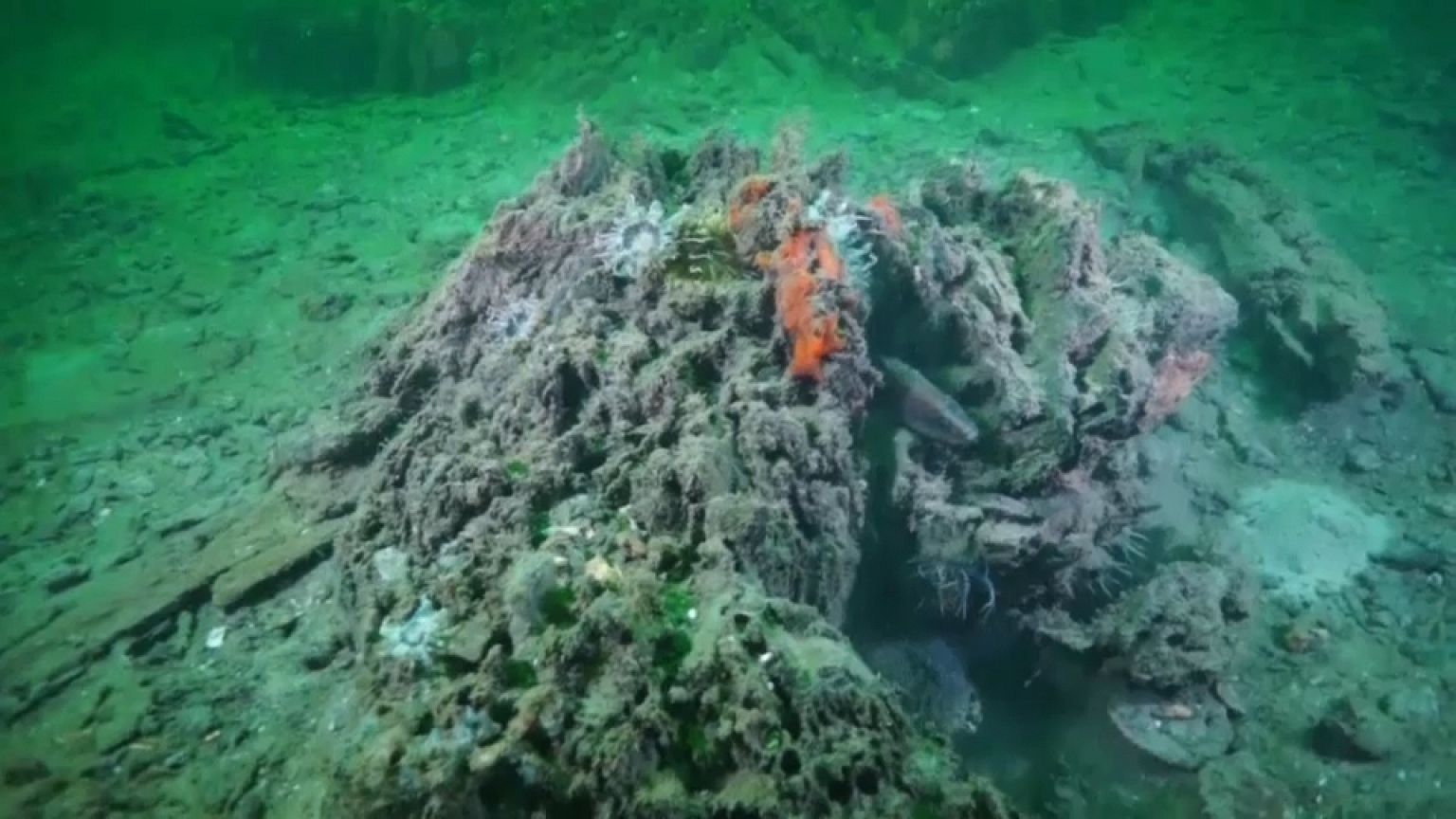 Реликтовый лес на дне морском