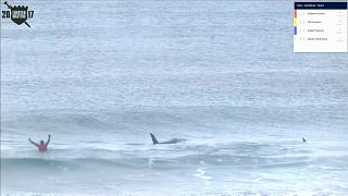 بالفيديو: الحوت القاتل ينشر الرعب أثناء مسابقة لركوب الامواج