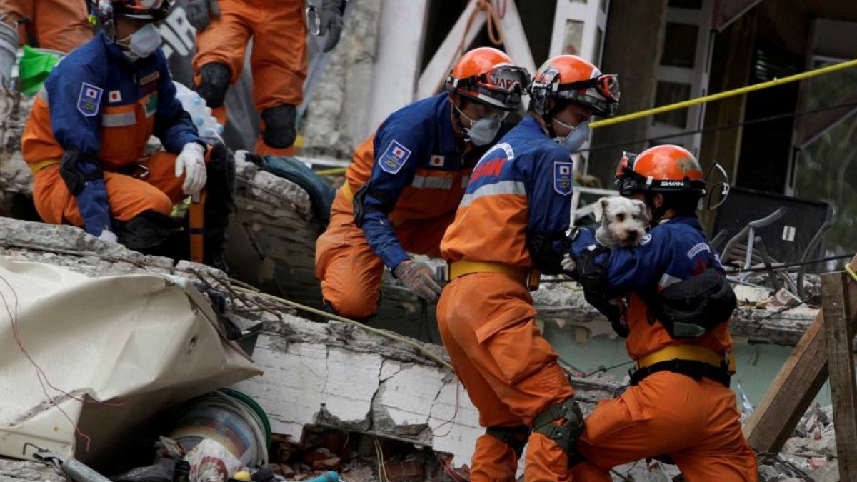 Dog found alive in rubble of Mexican quake