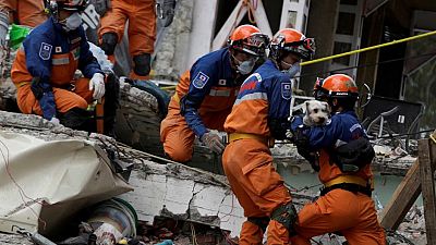 6 Tage nach dem Beben: Hund in Mexiko-Stadt gerettet
