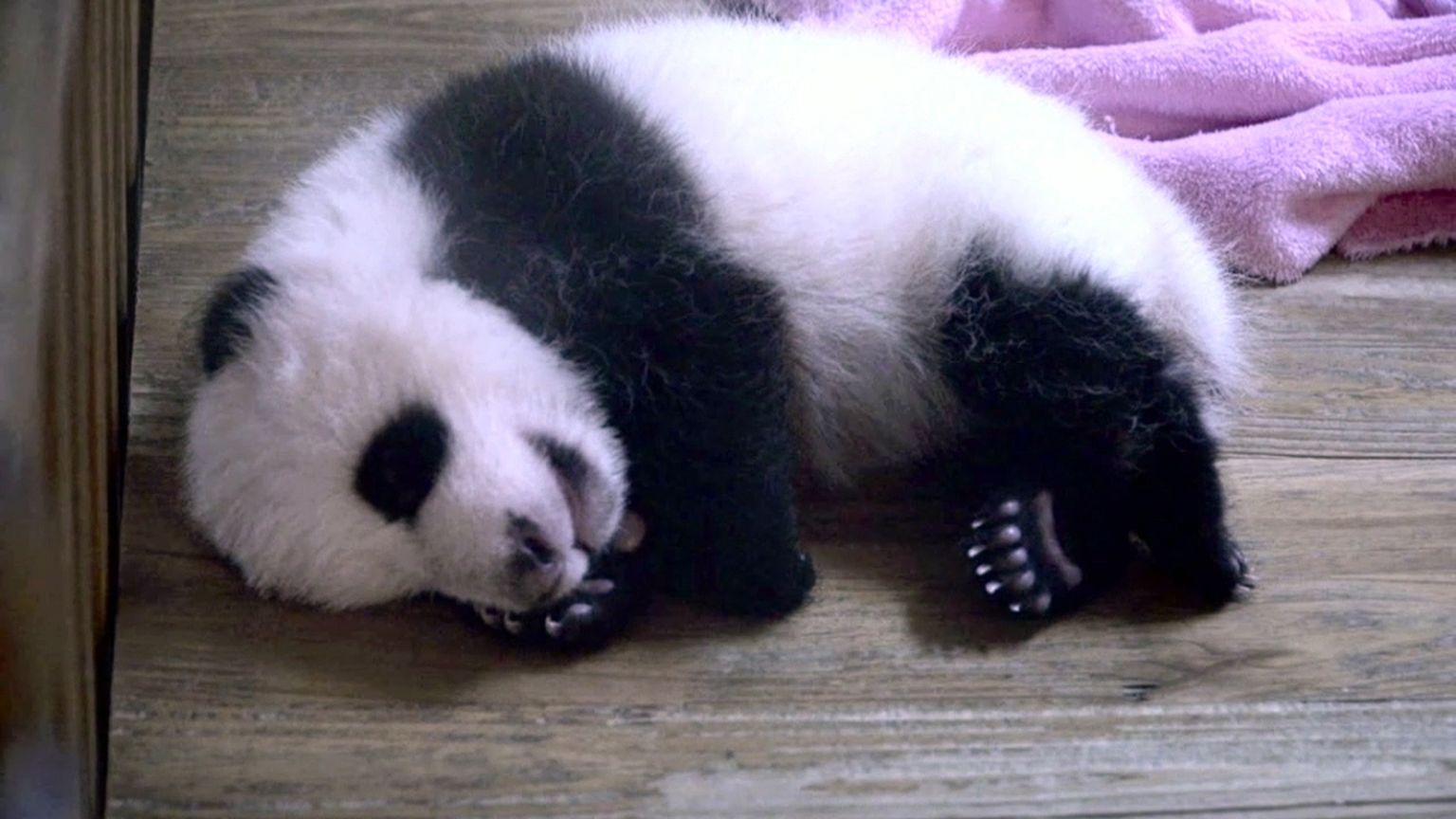 Cute alert! Dinner time for young giant pandas