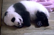 Cute alert! Dinner time for young giant pandas