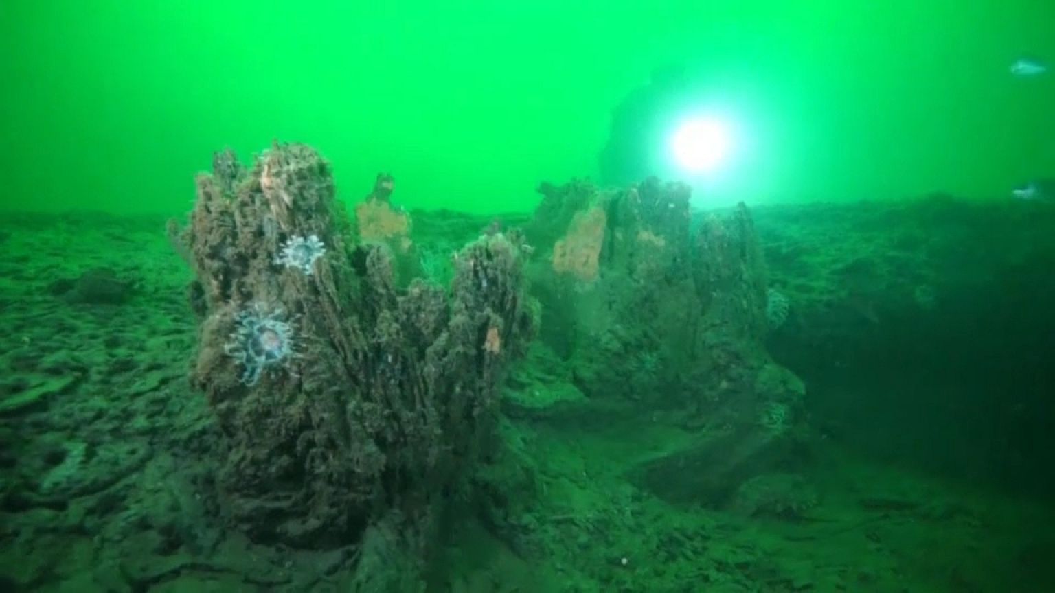 Alabama: Archaischer Unterwasserwald aufgetaucht