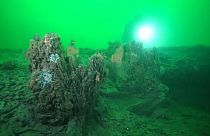 Alabama: Archaischer Unterwasserwald aufgetaucht