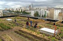 French posties transform Paris rooftop into picturesque farm