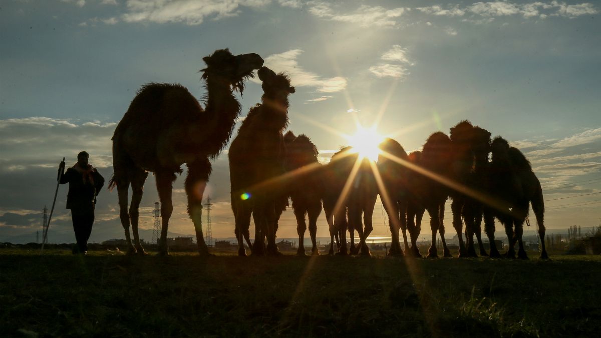 Katar'ın develeri yarışlardan men edildi