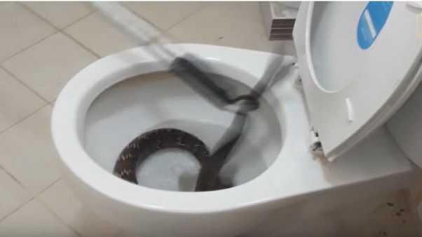 احذروا الأفاعي في المرحاض! احذروا الأفاعي في المرحاض!