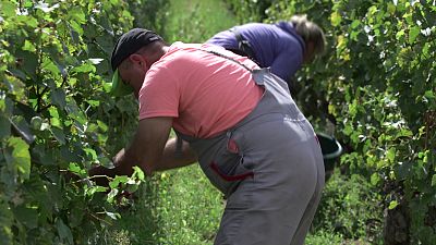 تلاشهای کارگران موقت انگورچینی برای صنعت شرابسازی فرانسه