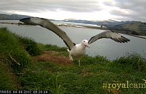 Watch: Endangered young albatross takes to the skies for the first time