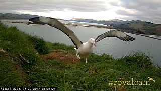 Watch: Endangered young albatross takes to the skies for the first time