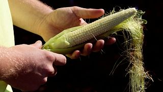 EU-Parlament sperrt Monsanto-Lobbyisten aus