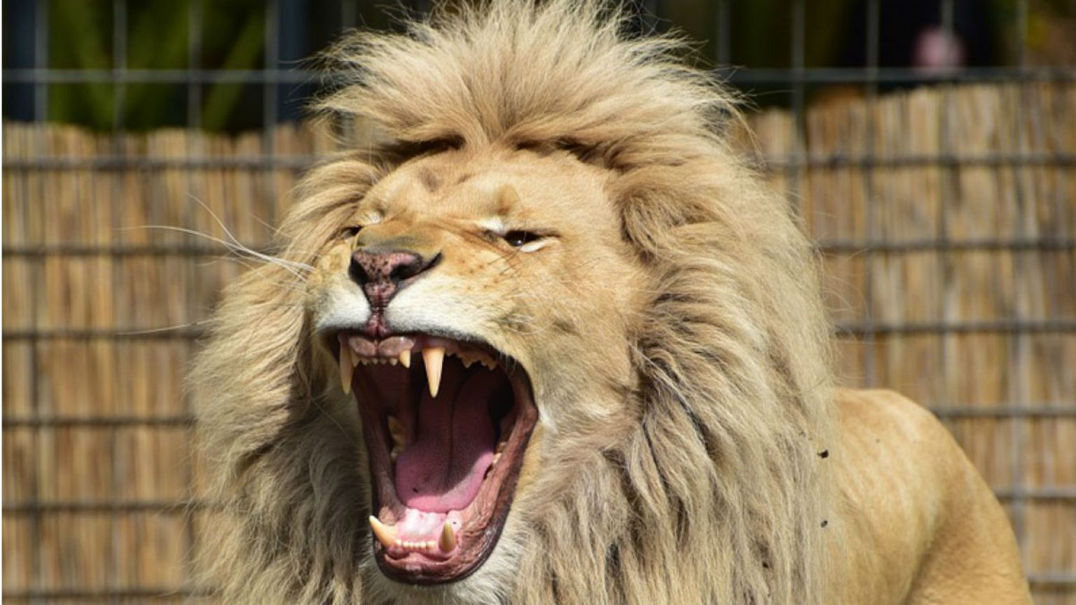 Lion bite forces Wales rugby star to miss match