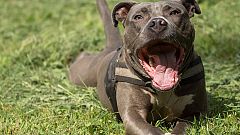 18-Jährige wollte Hund im Internet kaufen - doch es ging nicht gut aus