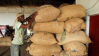 Ivory Coast sets cocoa farmers' pay at 700 CFA francs per kilo