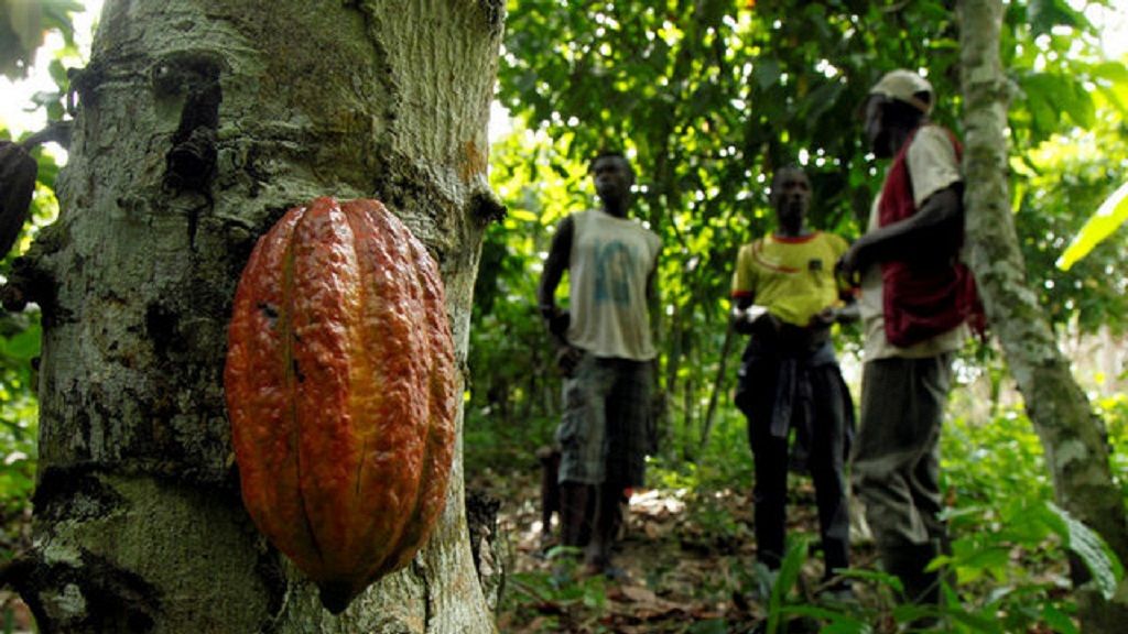 Ghana to commence the 2017/2018 cocoa season in October Africanews