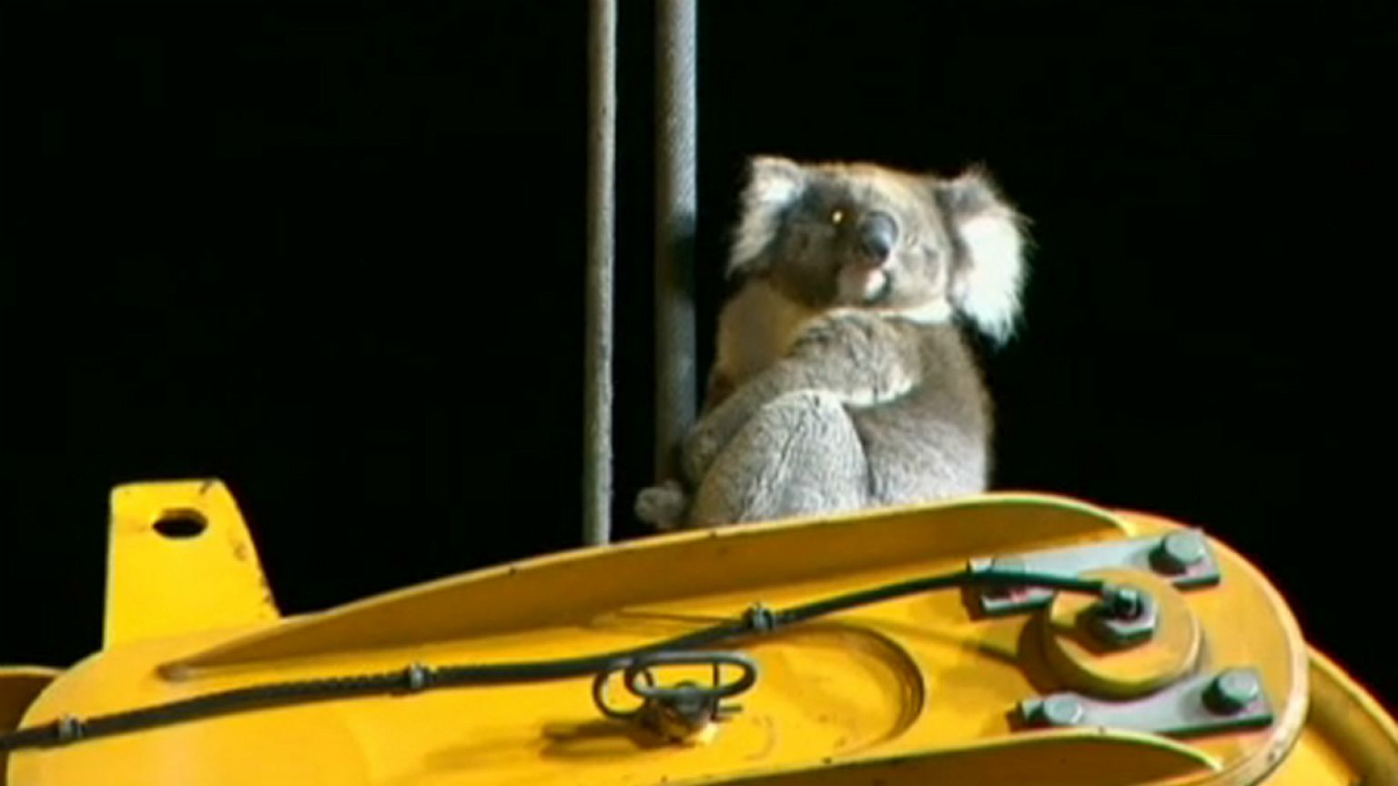 Le sauvetage insolite d'un koala à Adelaïde