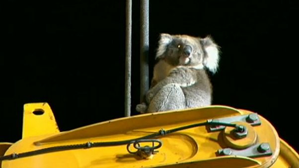 Le sauvetage insolite d'un koala à Adelaïde Le sauvetage insolite d'un koala à Adelaïde