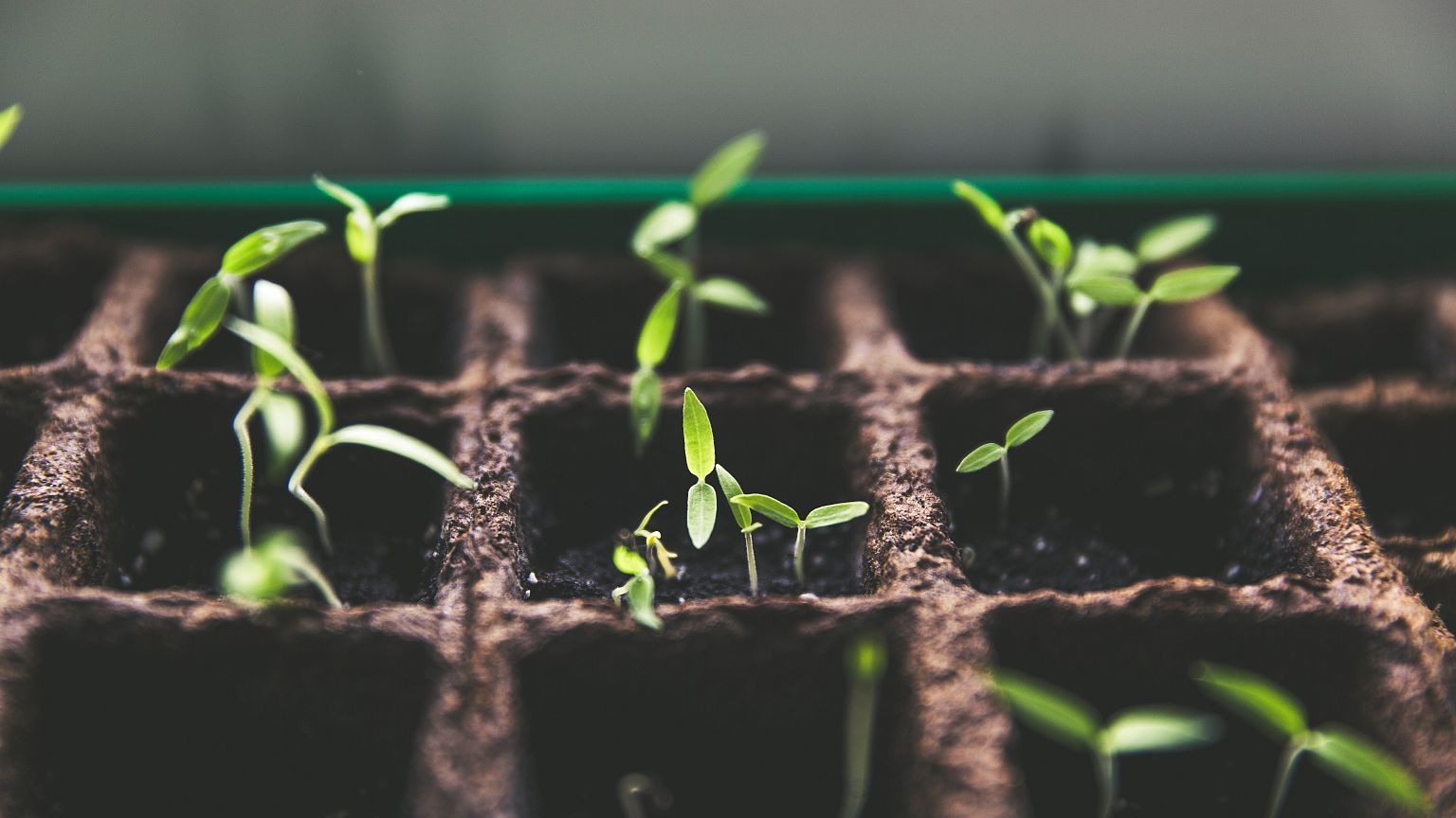 Fishtanks and coffee are the new soil