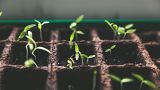 Fishtanks and coffee are the new soil