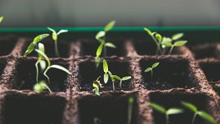 Fishtanks and coffee are the new soil