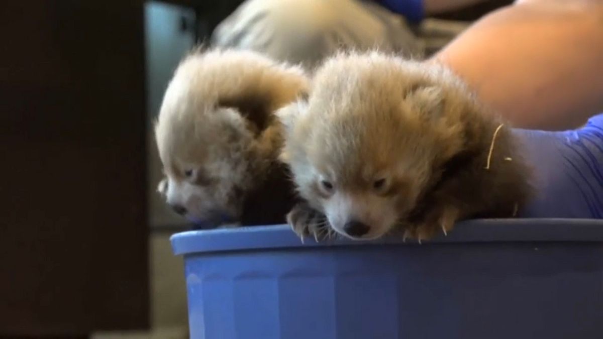 Denver Hayvanat Bahçesi yavru kırmızı pandaları tanıttı