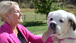 Mo the dog's huge tongue wins world record